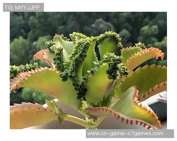 6月6日不死鸟对战金泽塞精彩直播全程回顾与分析